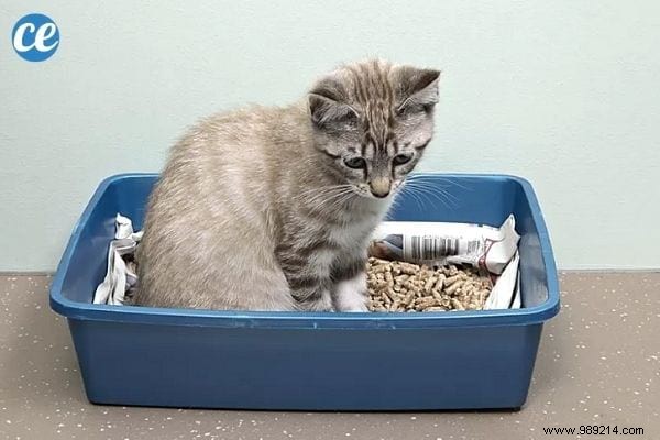 29 Proven Ways to Repurpose Old Newspapers at Home, Garden, and Garage