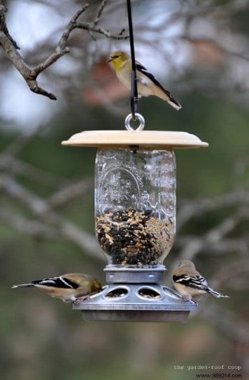 23 Simple DIY Bird Feeders for Winter: Help Backyard Birds Thrive with Easy Crafts