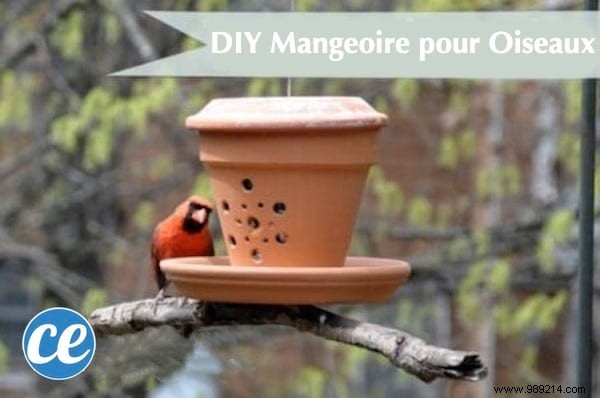 23 Simple DIY Bird Feeders for Winter: Help Backyard Birds Thrive with Easy Crafts