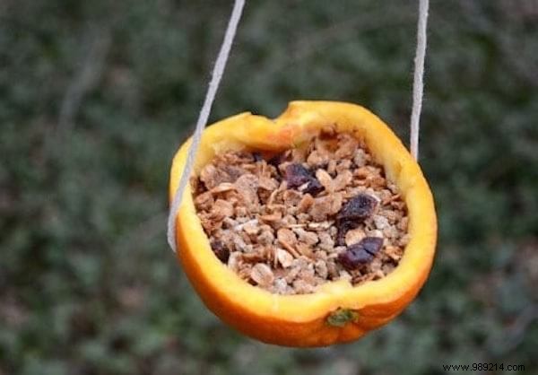 23 Simple DIY Bird Feeders for Winter: Help Backyard Birds Thrive with Easy Crafts