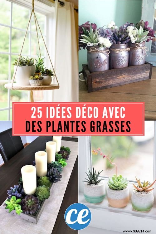 25 Stunning Low-Maintenance Succulent Decoration Ideas for Your Home
