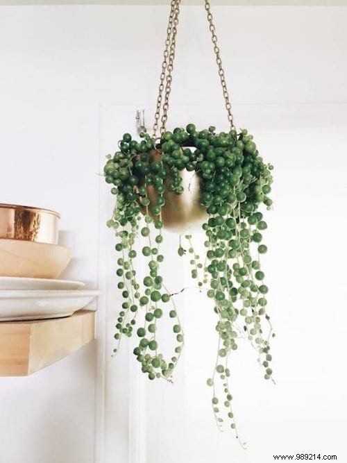 25 Stunning Low-Maintenance Succulent Decoration Ideas for Your Home