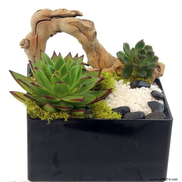 25 Stunning Low-Maintenance Succulent Decoration Ideas for Your Home