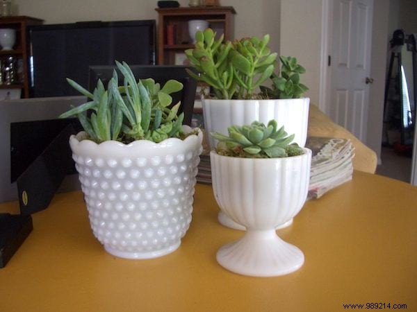 25 Stunning Low-Maintenance Succulent Decoration Ideas for Your Home