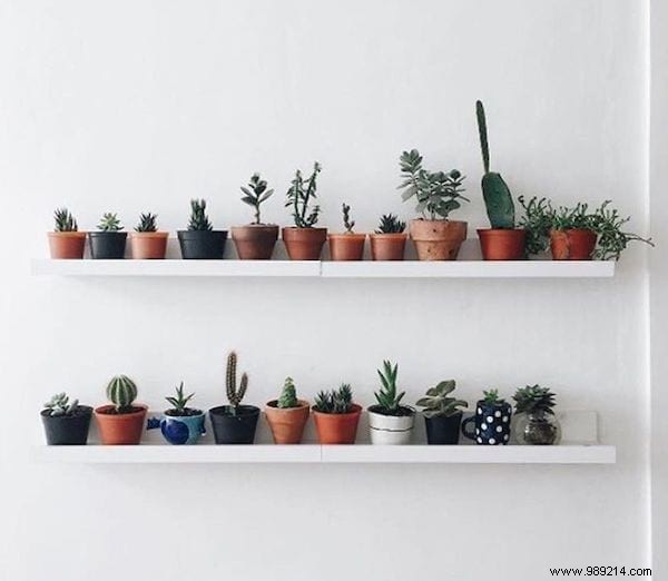 25 Stunning Low-Maintenance Succulent Decoration Ideas for Your Home