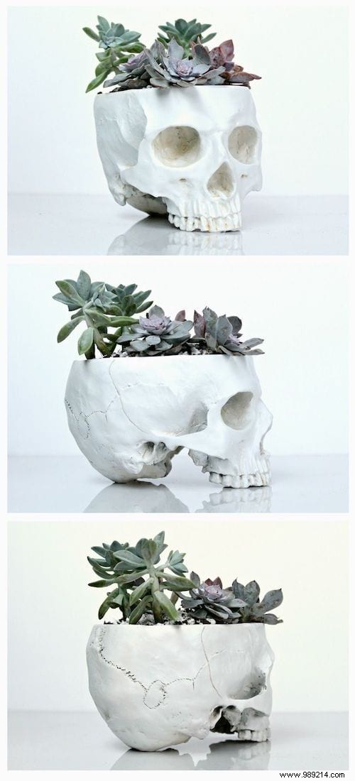 25 Stunning Low-Maintenance Succulent Decoration Ideas for Your Home