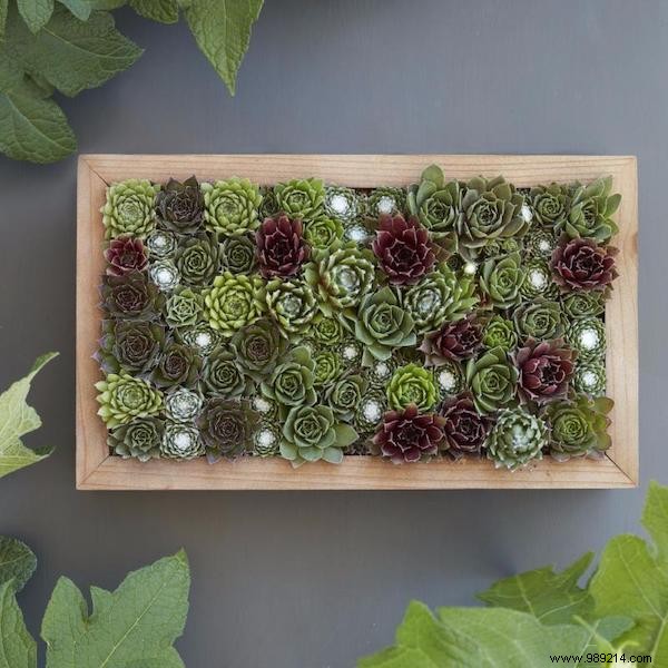 25 Stunning Low-Maintenance Succulent Decoration Ideas for Your Home