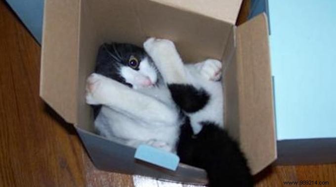 Choosing the Right Storage Box: Why Transparent Ones Make All the Difference