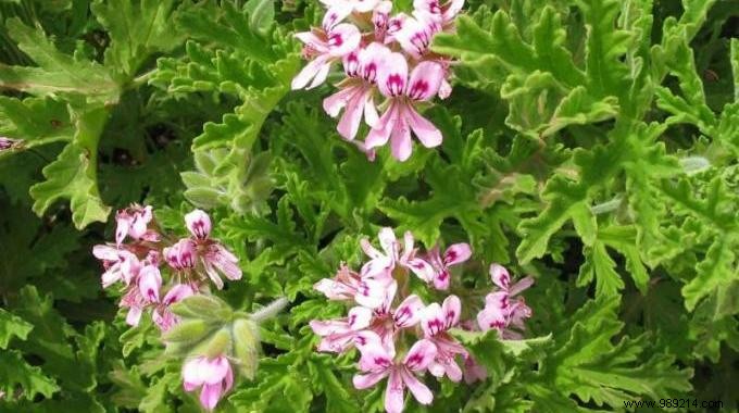 Effective Natural Mosquito Repellent: Repel Mosquitoes with Rose Geraniums