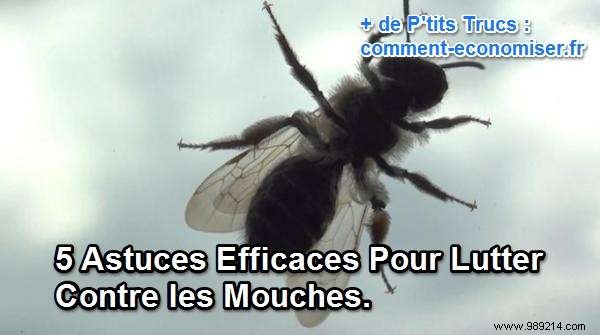 5 Proven Home Remedies to Repel Flies Effectively