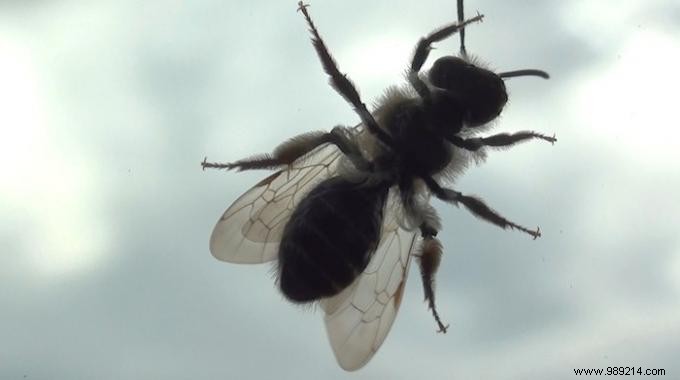 5 Proven Home Remedies to Repel Flies Effectively