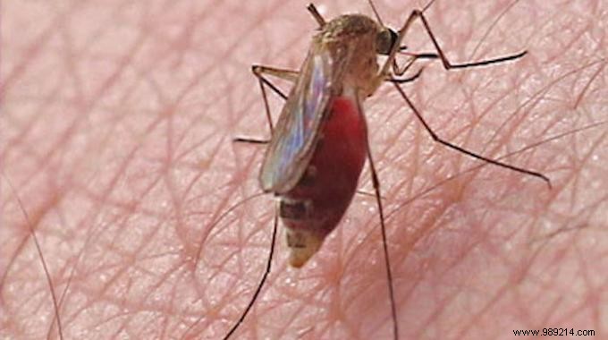 Proven Natural Mosquito Repellent: The Simple Lime and Cloves Trick