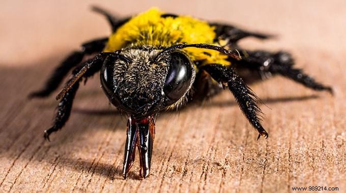Natural Fly Repellent: Easy Onion and Cloves Trick for a Fly-Free Home