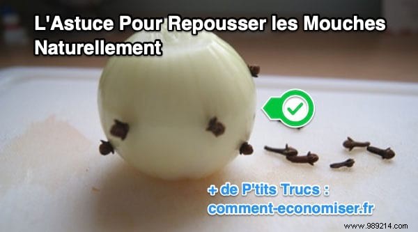 Natural Fly Repellent: Easy Onion and Cloves Trick for a Fly-Free Home