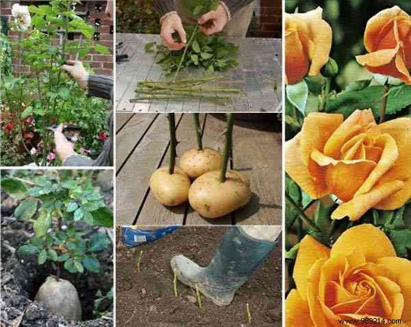 23 Proven Gardening Hacks to Effortlessly Simplify Your Garden Care