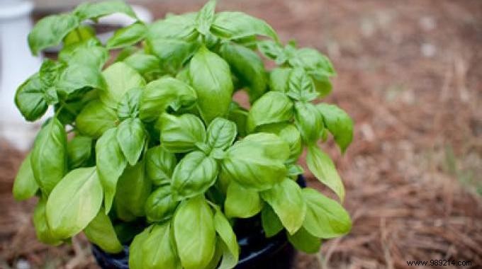 Natural Basil Fly Repellent: A Proven, Chemical-Free Home Remedy