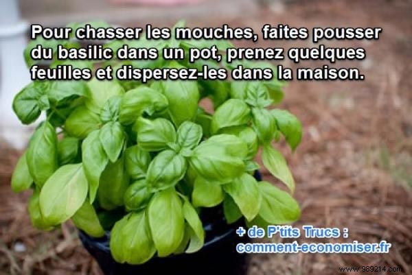 Natural Basil Fly Repellent: A Proven, Chemical-Free Home Remedy