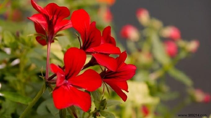 Natural Mosquito Repellent: Citronella Geranium for Bite-Free Nights