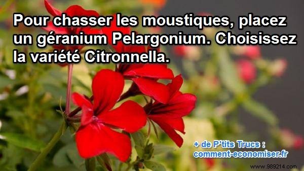Natural Mosquito Repellent: Citronella Geranium for Bite-Free Nights