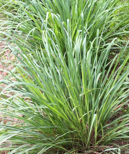 8 Expert-Recommended Plants That Naturally Repel Mosquitoes and Insects