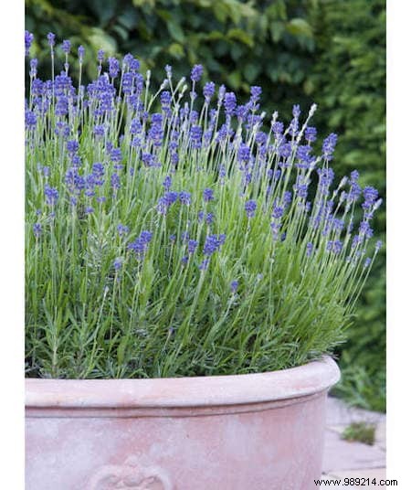 8 Expert-Recommended Plants That Naturally Repel Mosquitoes and Insects