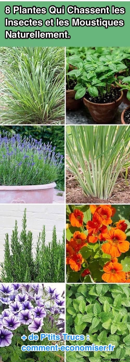 8 Expert-Recommended Plants That Naturally Repel Mosquitoes and Insects