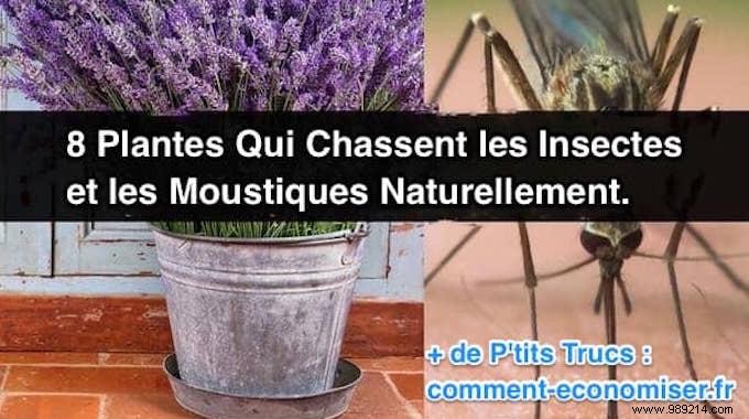 8 Expert-Recommended Plants That Naturally Repel Mosquitoes and Insects