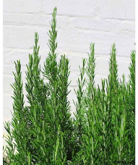 8 Expert-Recommended Plants That Naturally Repel Mosquitoes and Insects