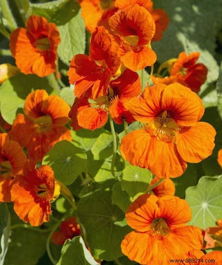 8 Expert-Recommended Plants That Naturally Repel Mosquitoes and Insects