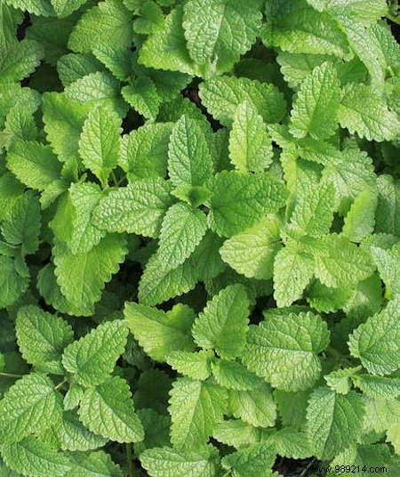 8 Expert-Recommended Plants That Naturally Repel Mosquitoes and Insects