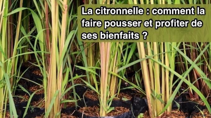 How to Grow Lemongrass at Home: Expert Tips, Harvesting, and Proven Health Benefits