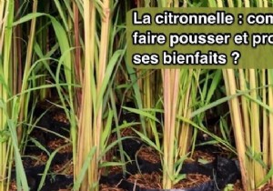 How to Grow Lemongrass at Home: Expert Tips, Harvesting, and Proven Health Benefits