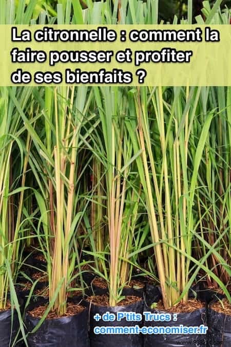 How to Grow Lemongrass at Home: Expert Tips, Harvesting, and Proven Health Benefits