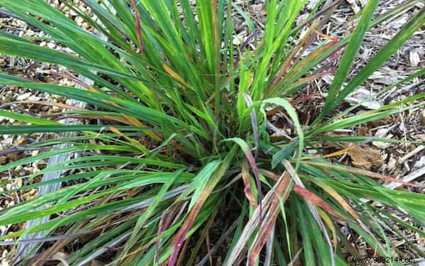 How to Grow Lemongrass at Home: Expert Tips, Harvesting, and Proven Health Benefits