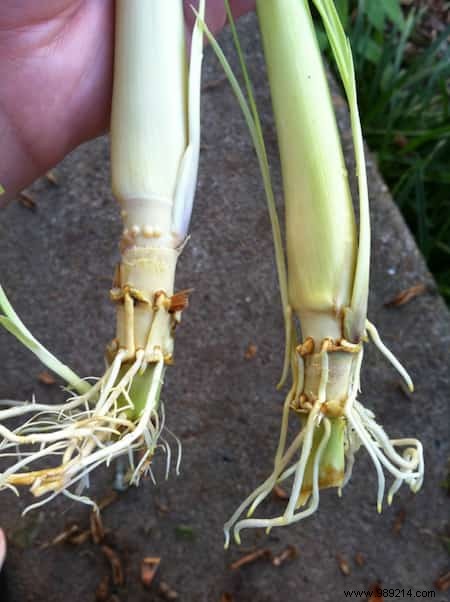 How to Grow Lemongrass at Home: Expert Tips, Harvesting, and Proven Health Benefits