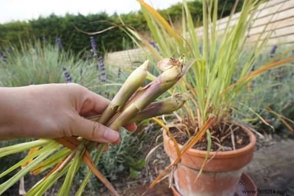 How to Grow Lemongrass at Home: Expert Tips, Harvesting, and Proven Health Benefits