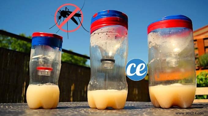 Build a Proven DIY Mosquito Trap in 6 Easy Steps (Dubai-Endorsed)