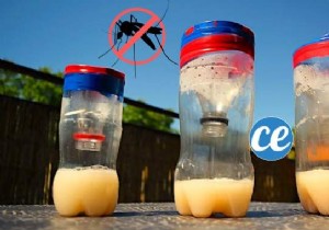 Build a Proven DIY Mosquito Trap in 6 Easy Steps (Dubai-Endorsed)