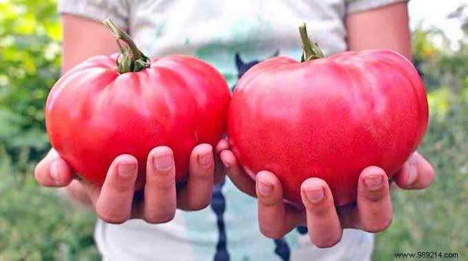 10 Proven Market Gardening Tips for Growing Juicy, Beautiful Tomatoes