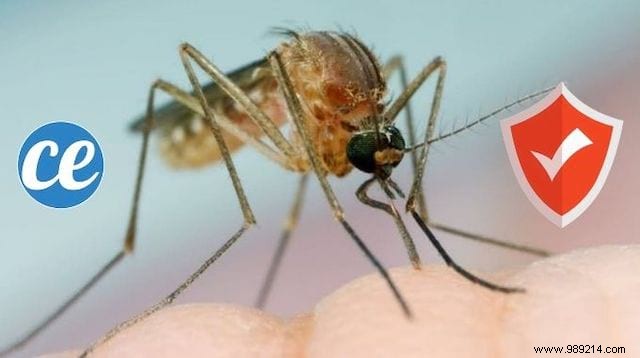 Build a Proven DIY Mosquito Trap in 6 Easy Steps (Dubai-Endorsed)