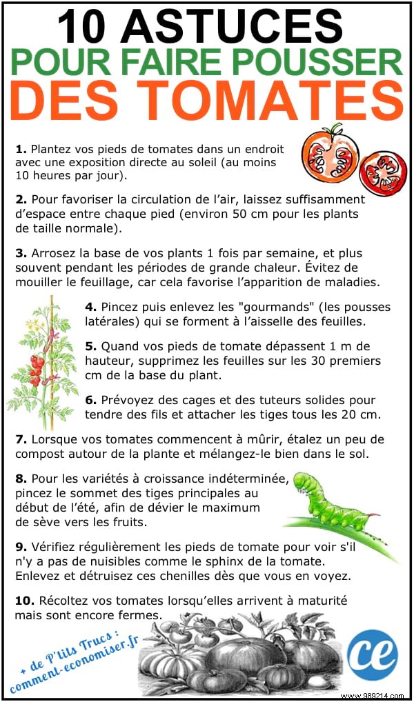 10 Proven Market Gardening Tips for Growing Juicy, Beautiful Tomatoes