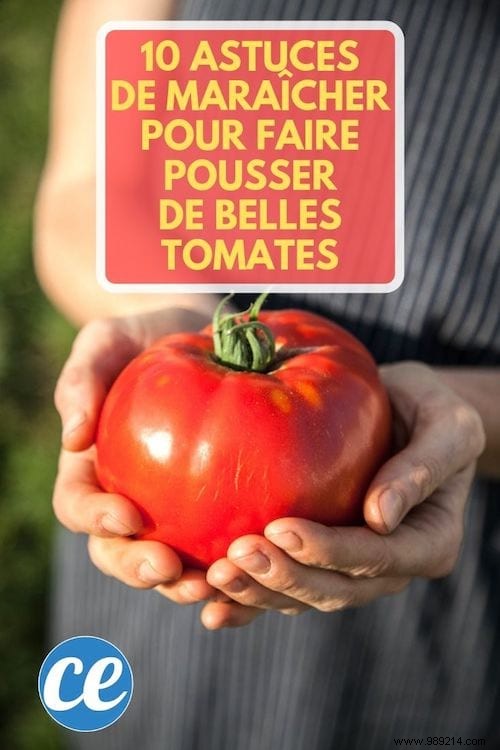 10 Proven Market Gardening Tips for Growing Juicy, Beautiful Tomatoes