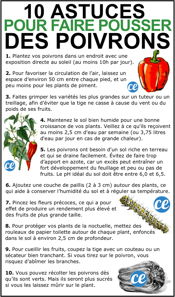 10 Proven Tips for Growing Beautiful Peppers in Your Garden