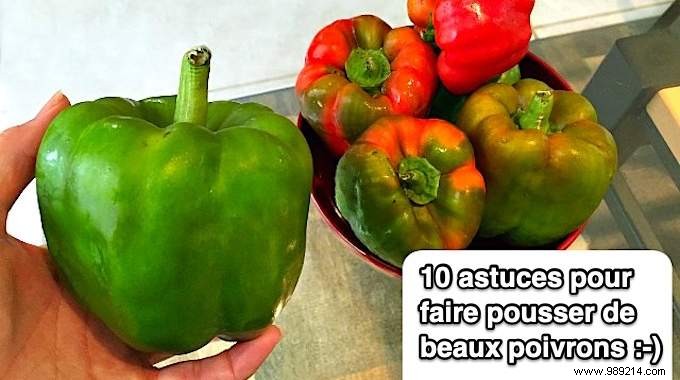 10 Proven Tips for Growing Beautiful Peppers in Your Garden