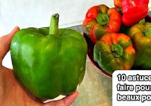 10 Proven Tips for Growing Beautiful Peppers in Your Garden