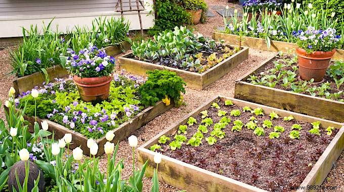 7 Beginner Mistakes to Avoid for a Thriving Raised Vegetable Garden on Your First Try
