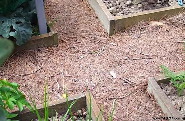 7 Beginner Mistakes to Avoid for a Thriving Raised Vegetable Garden on Your First Try