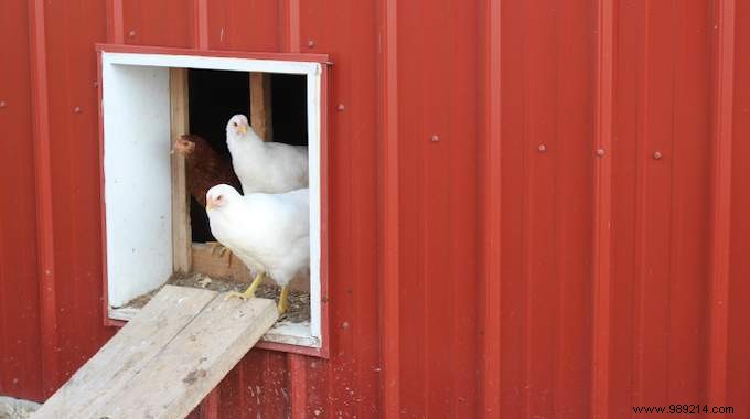 6 Proven Natural Methods to Eliminate Flies from Your Chicken Coop