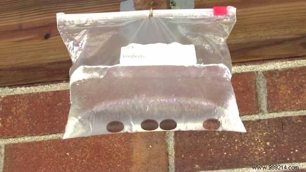 6 Proven Natural Methods to Eliminate Flies from Your Chicken Coop