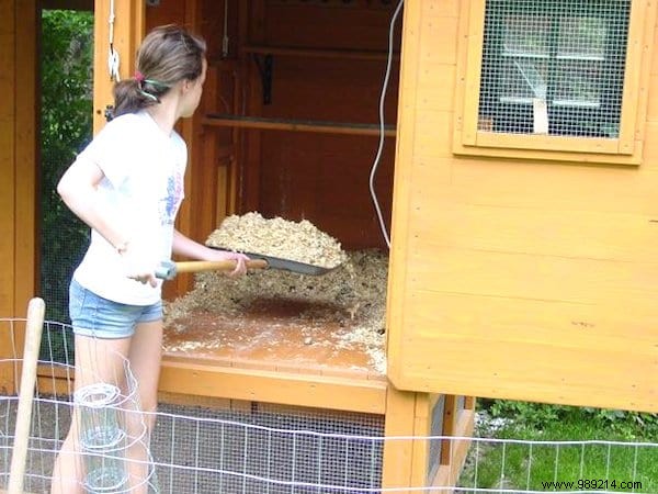6 Proven Natural Methods to Eliminate Flies from Your Chicken Coop